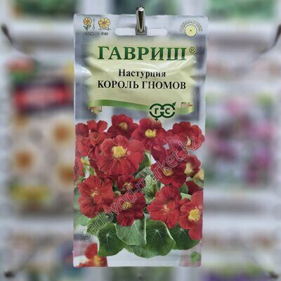Настурция король гномов