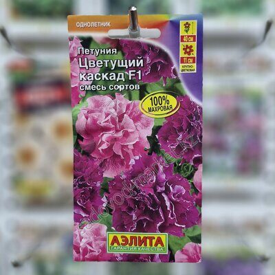 Цветущий каскад аэлита петуния