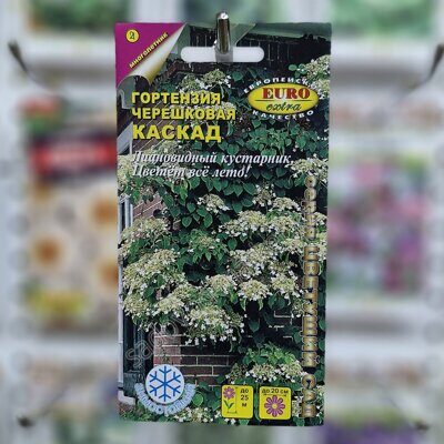 Гортензия черешковая каскад