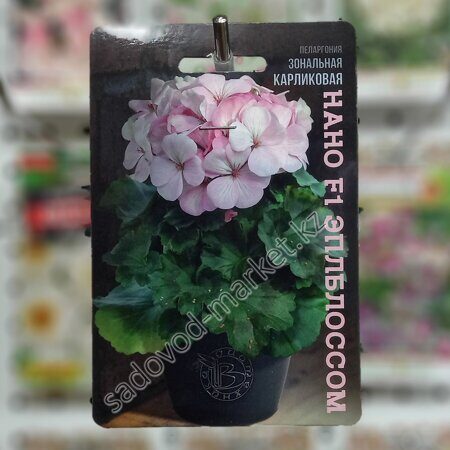 Пеларгония нано эплблоссом