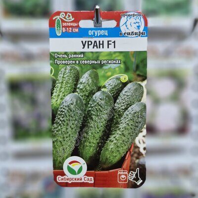 Уран сиб сад огурец