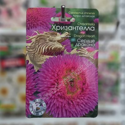 Хризантелла сердце дракона астра