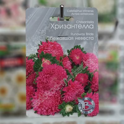 Хризантелла сбежавшая невеста астра
