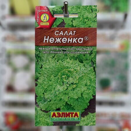 Неженка аэлита салат