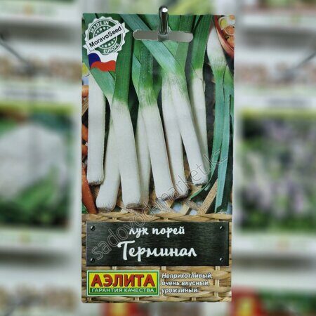 Порей терминал лук