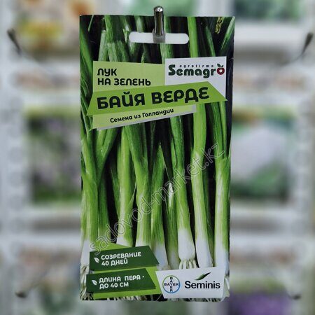 На зелень байя верде (семагро) лук