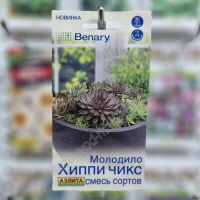 Молодило хиппи чикс