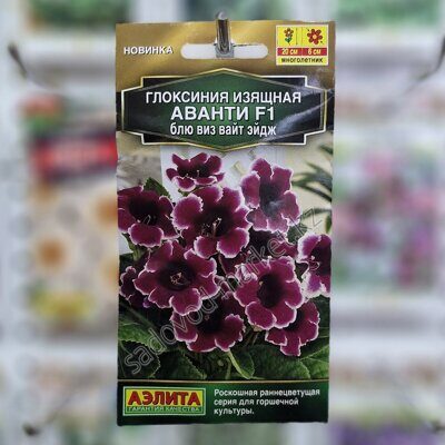 Глоксиния аванти блу виз вайт эдж аэлита