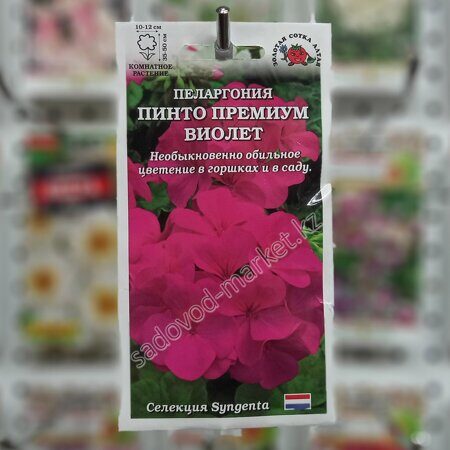 Пеларгония пинто премиум виолет