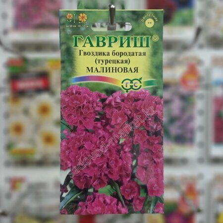 Гвоздика турецкая малиновая