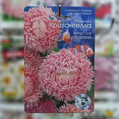 Хризантелла коралл астра