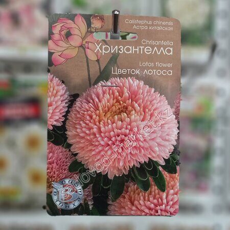 Хризантелла цветок лотоса астра