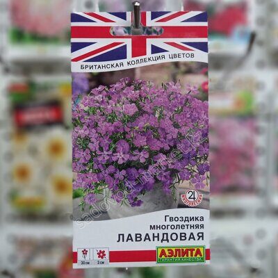 Гвоздика многолетняя лавандовая
