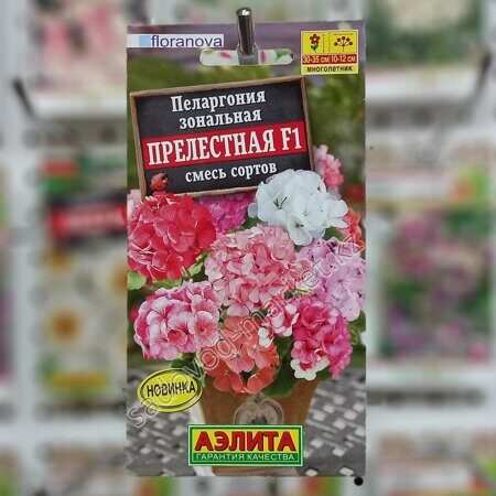 Пеларгония прелестная смесь